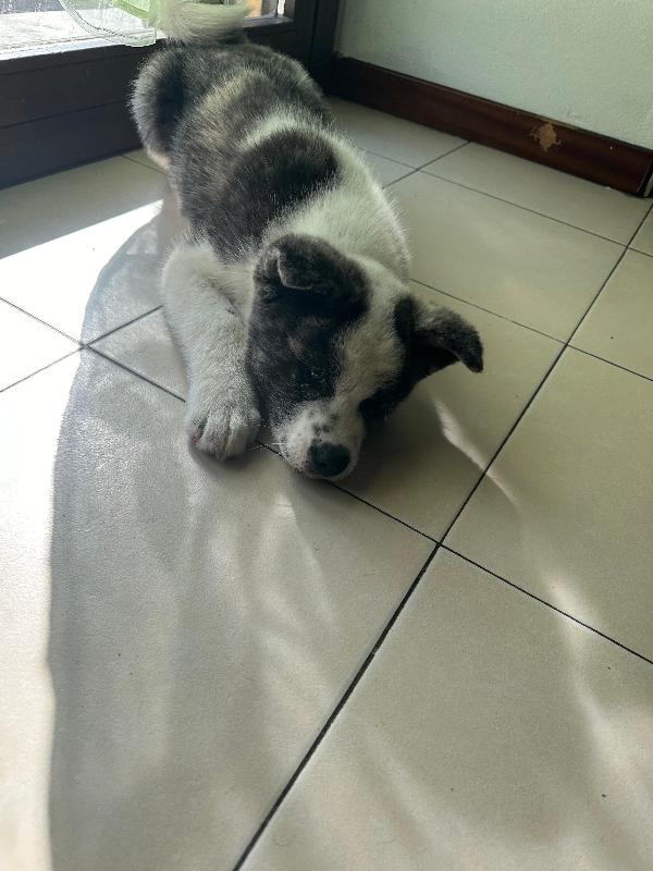 URGENTE cucciola di Akita - media 4